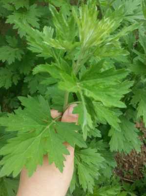 哪里的艾草最好(全国哪里的艾草最好)-第2张图片-厨房小当家 哪里的艾草最好(全国哪里的艾草最好)-第2张图片-厨房小当家