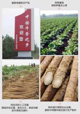 牛蒡之乡是哪里,哪里牛蒡最好-第3张图片-厨房小当家 牛蒡之乡是哪里,哪里牛蒡最好-第3张图片-厨房小当家