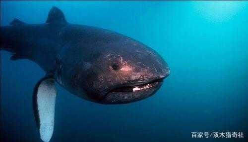 深海800米怎么样（海底800米处有什么生物）-第3张图片-厨房小当家