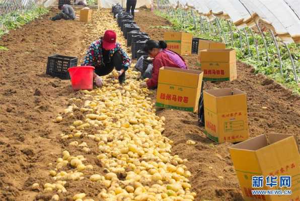 中国三大土豆之乡,土豆哪里最好吃-第3张图片-厨房小当家 中国三大土豆之乡,土豆哪里最好吃-第3张图片-厨房小当家