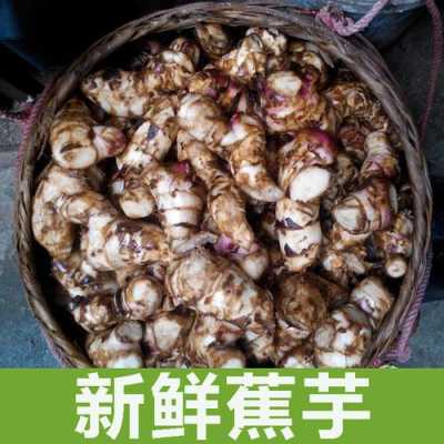 蕉芋粉哪里(木薯粉与蕉芋粉哪个好)-第1张图片-厨房小当家 蕉芋粉哪里(木薯粉与蕉芋粉哪个好)-第1张图片-厨房小当家