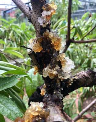 桃胶哪里产的(桃胶是什么桃树上长的)-第2张图片-厨房小当家 桃胶哪里产的(桃胶是什么桃树上长的)-第2张图片-厨房小当家