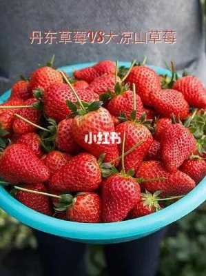 哪里草莓好吃(丹东草莓和成都草莓有什么区别?哪个好)-第2张图片-厨房小当家 哪里草莓好吃(丹东草莓和成都草莓有什么区别?哪个好)-第2张图片-厨房小当家