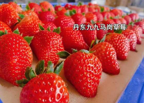 哪里草莓好吃(丹东草莓和成都草莓有什么区别?哪个好)-第3张图片-厨房小当家 哪里草莓好吃(丹东草莓和成都草莓有什么区别?哪个好)-第3张图片-厨房小当家