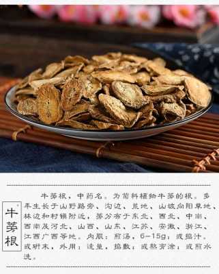 牛蒡根哪里产的最好,牛蒡哪里的好-第2张图片-厨房小当家 牛蒡根哪里产的最好,牛蒡哪里的好-第2张图片-厨房小当家