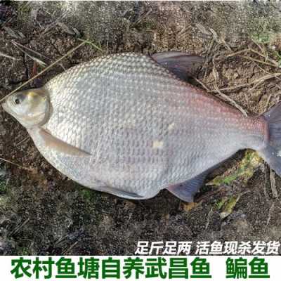 武昌鱼产自哪里,武昌鱼哪里有卖的-第1张图片-厨房小当家 武昌鱼产自哪里,武昌鱼哪里有卖的-第1张图片-厨房小当家