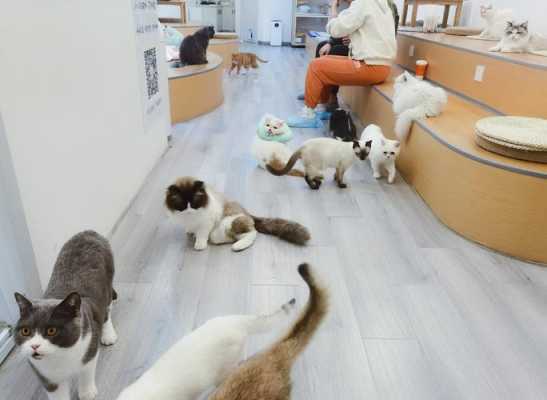 咖啡猫怎么养最好,猫窝咖啡馆-第3张图片-厨房小当家 咖啡猫怎么养最好,猫窝咖啡馆-第3张图片-厨房小当家