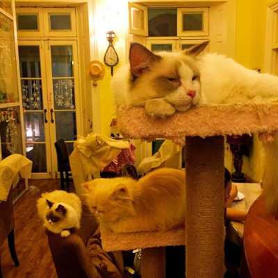 咖啡猫怎么养最好,猫窝咖啡馆-第1张图片-厨房小当家 咖啡猫怎么养最好,猫窝咖啡馆-第1张图片-厨房小当家
