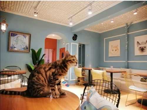 咖啡猫怎么养最好,猫窝咖啡馆-第2张图片-厨房小当家 咖啡猫怎么养最好,猫窝咖啡馆-第2张图片-厨房小当家