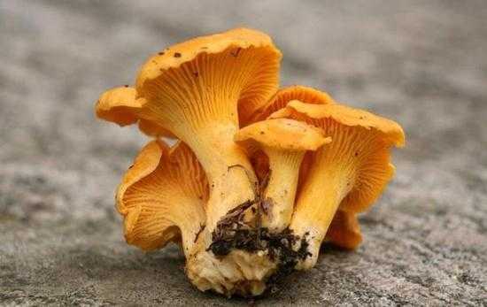 蘑菇吃哪里(蘑菇吃哪个部位)-第3张图片-厨房小当家 蘑菇吃哪里(蘑菇吃哪个部位)-第3张图片-厨房小当家