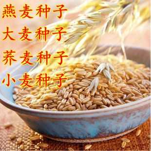 哪里的燕麦好(青稞与燕麦口感的区别)-第3张图片-厨房小当家 哪里的燕麦好(青稞与燕麦口感的区别)-第3张图片-厨房小当家