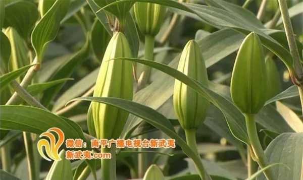 哪里的百合药用价值高(我国百合十大产区)-第3张图片-厨房小当家 哪里的百合药用价值高(我国百合十大产区)-第3张图片-厨房小当家