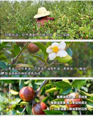 茶油哪里好(茶油产地哪里最多)-第3张图片-厨房小当家 茶油哪里好(茶油产地哪里最多)-第3张图片-厨房小当家
