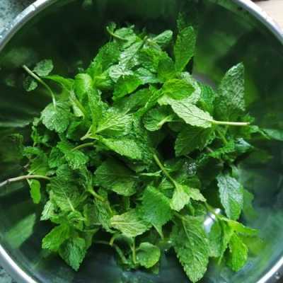 薄荷吃哪里(薄荷吃什么部位)-第1张图片-厨房小当家 薄荷吃哪里(薄荷吃什么部位)-第1张图片-厨房小当家