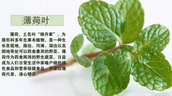 薄荷吃哪里(薄荷吃什么部位)-第2张图片-厨房小当家 薄荷吃哪里(薄荷吃什么部位)-第2张图片-厨房小当家