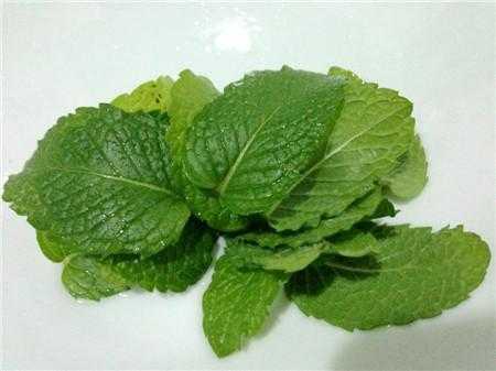 哪里吃薄荷(哪里吃薄荷叶,狗肉粉)-第2张图片-厨房小当家 哪里吃薄荷(哪里吃薄荷叶,狗肉粉)-第2张图片-厨房小当家