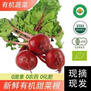 甜菜根哪里买(甜菜根又叫什么)-第2张图片-厨房小当家 甜菜根哪里买(甜菜根又叫什么)-第2张图片-厨房小当家