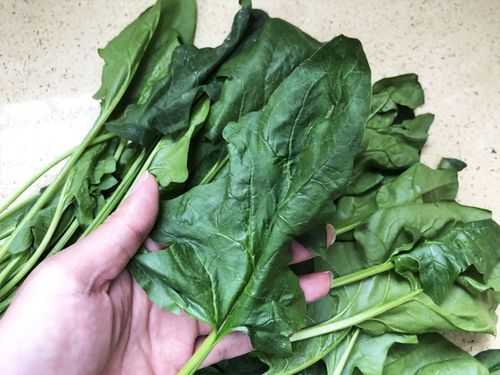 买菠菜是什么意思,菠菜在哪里买-第1张图片-厨房小当家 买菠菜是什么意思,菠菜在哪里买-第1张图片-厨房小当家