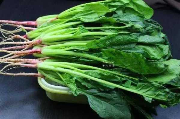 买菠菜是什么意思,菠菜在哪里买-第3张图片-厨房小当家 买菠菜是什么意思,菠菜在哪里买-第3张图片-厨房小当家