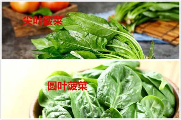 买菠菜是什么意思,菠菜在哪里买-第2张图片-厨房小当家 买菠菜是什么意思,菠菜在哪里买-第2张图片-厨房小当家