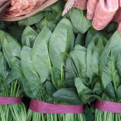 哪里买菠菜(菠菜吃哪里)-第3张图片-厨房小当家 哪里买菠菜(菠菜吃哪里)-第3张图片-厨房小当家