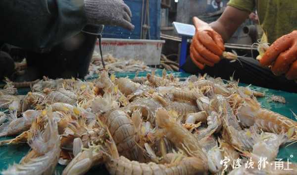 海虾哪里有卖（海虾批发市场）-第3张图片-厨房小当家
