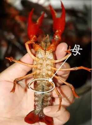 小龙虾虾黄在什么位置,小龙虾的黄在哪-第2张图片-厨房小当家 小龙虾虾黄在什么位置,小龙虾的黄在哪-第2张图片-厨房小当家