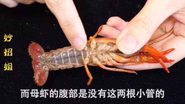 小龙虾虾黄在什么位置,小龙虾的黄在哪-第3张图片-厨房小当家 小龙虾虾黄在什么位置,小龙虾的黄在哪-第3张图片-厨房小当家