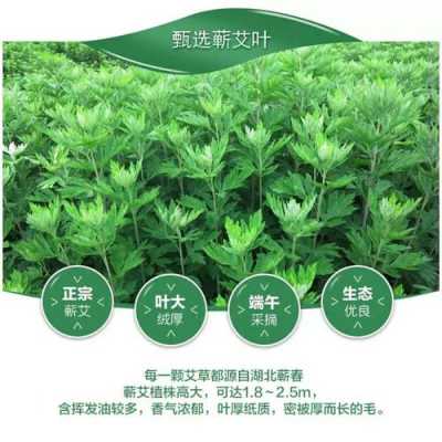 艾叶哪里的好(哪里的艾条最好最正宗)-第1张图片-厨房小当家 艾叶哪里的好(哪里的艾条最好最正宗)-第1张图片-厨房小当家