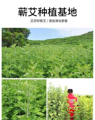 艾叶哪里的好(哪里的艾条最好最正宗)-第3张图片-厨房小当家 艾叶哪里的好(哪里的艾条最好最正宗)-第3张图片-厨房小当家