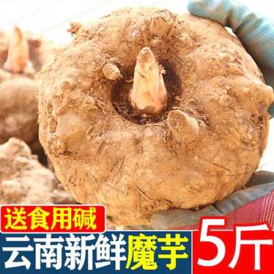 哪里的魔芋最正宗,魔芋哪里的好吃-第2张图片-厨房小当家 哪里的魔芋最正宗,魔芋哪里的好吃-第2张图片-厨房小当家