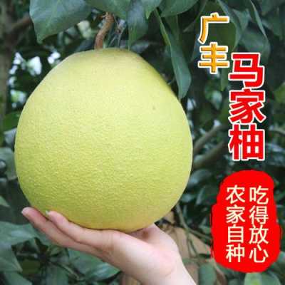 柚子产地是哪里(柚子产地是哪里最好吃)-第3张图片-厨房小当家 柚子产地是哪里(柚子产地是哪里最好吃)-第3张图片-厨房小当家