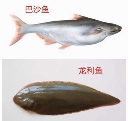 龙利鱼是哪里产的(清江鱼与龙利鱼区别)-第1张图片-厨房小当家 龙利鱼是哪里产的(清江鱼与龙利鱼区别)-第1张图片-厨房小当家