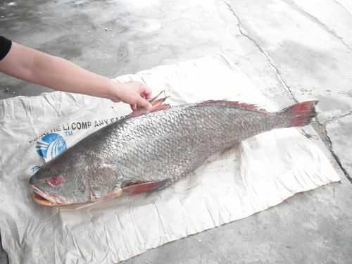 鳘鱼哪里(鳘鱼哪里产的)-第1张图片-厨房小当家 鳘鱼哪里(鳘鱼哪里产的)-第1张图片-厨房小当家