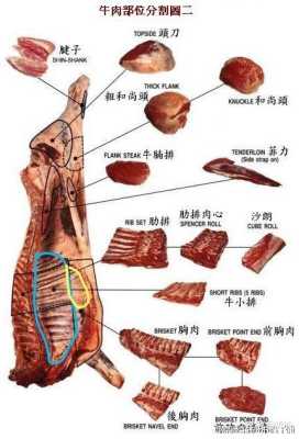 肋条是哪里(牛肋条是哪里)-第1张图片-厨房小当家 肋条是哪里(牛肋条是哪里)-第1张图片-厨房小当家