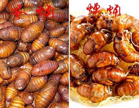 蝉蛹吃哪里(蝉蛹哪个地方吃)-第1张图片-厨房小当家 蝉蛹吃哪里(蝉蛹哪个地方吃)-第1张图片-厨房小当家