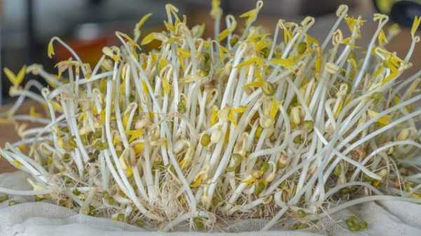 豆芽吃哪里(豆芽吃哪个部位)-第3张图片-厨房小当家 豆芽吃哪里(豆芽吃哪个部位)-第3张图片-厨房小当家
