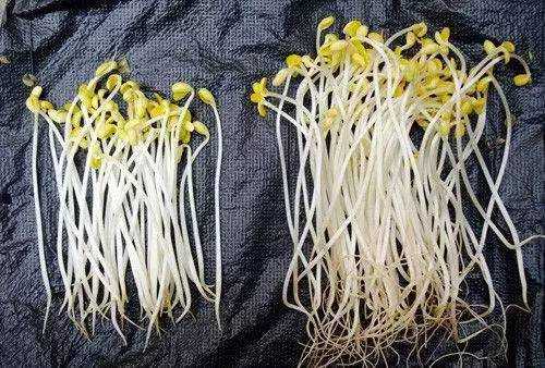 豆芽吃哪里(豆芽吃哪个部位)-第1张图片-厨房小当家 豆芽吃哪里(豆芽吃哪个部位)-第1张图片-厨房小当家