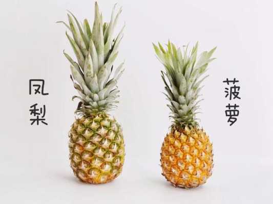 菠萝哪里甜(怎么看菠萝甜不甜)-第2张图片-厨房小当家 菠萝哪里甜(怎么看菠萝甜不甜)-第2张图片-厨房小当家