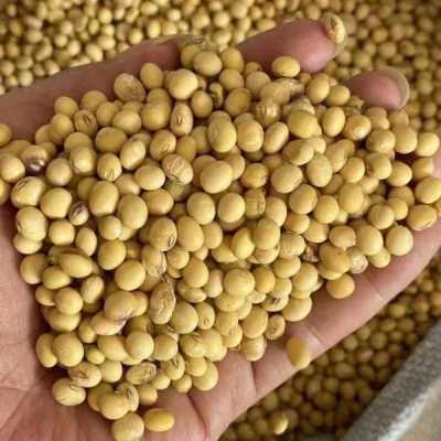 哪里大豆好(哪里大豆最好)-第2张图片-厨房小当家 哪里大豆好(哪里大豆最好)-第2张图片-厨房小当家