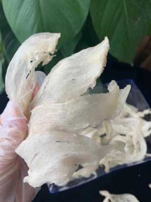 燕窝到哪里买(燕窝哪里批发最便宜)-第3张图片-厨房小当家 燕窝到哪里买(燕窝哪里批发最便宜)-第3张图片-厨房小当家