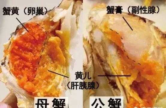螃蟹哪里是蟹黄(螃蟹哪里是蟹黄哪里是屎)-第1张图片-厨房小当家 螃蟹哪里是蟹黄(螃蟹哪里是蟹黄哪里是屎)-第1张图片-厨房小当家