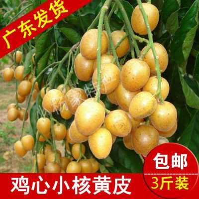 黄皮哪里产是正宗,黄皮果哪里有卖-第3张图片-厨房小当家