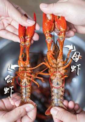 龙虾的虾黄在哪里(龙虾的虾黄在哪个位置)-第2张图片-厨房小当家 龙虾的虾黄在哪里(龙虾的虾黄在哪个位置)-第2张图片-厨房小当家