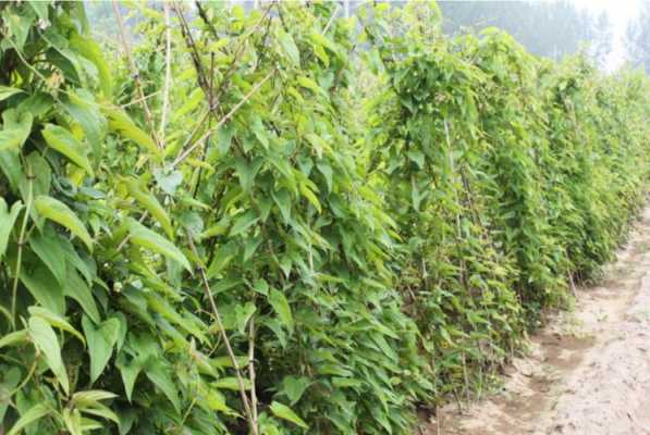 山药长哪里(山药植物长啥样)-第2张图片-厨房小当家 山药长哪里(山药植物长啥样)-第2张图片-厨房小当家