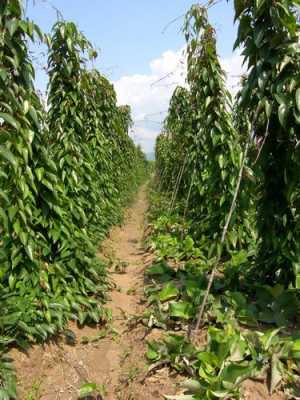 山药长哪里(山药植物长啥样)-第1张图片-厨房小当家 山药长哪里(山药植物长啥样)-第1张图片-厨房小当家
