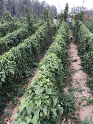 山药长哪里(山药植物长啥样)-第3张图片-厨房小当家 山药长哪里(山药植物长啥样)-第3张图片-厨房小当家