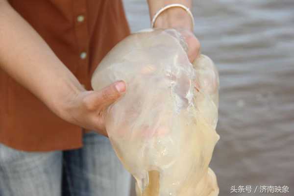 海蜇吃哪里(海蜇吃不完怎么保存)-第3张图片-厨房小当家 海蜇吃哪里(海蜇吃不完怎么保存)-第3张图片-厨房小当家