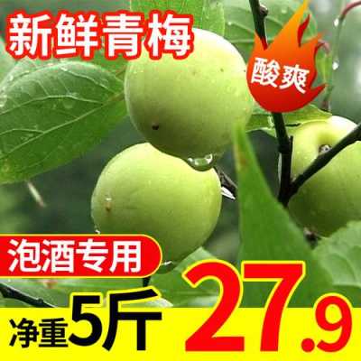 哪里的青梅品种最好,青梅哪里最好吃-第3张图片-厨房小当家 哪里的青梅品种最好,青梅哪里最好吃-第3张图片-厨房小当家
