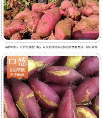 产香甜红薯的十大产地,哪里地瓜好吃又便宜-第1张图片-厨房小当家 产香甜红薯的十大产地,哪里地瓜好吃又便宜-第1张图片-厨房小当家
